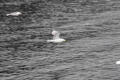 Whittier-AK-33-P4296691