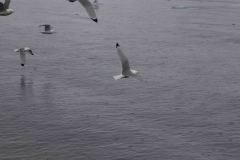 Whittier-AK-35-P4296693