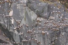 Whittier-AK-36-P4296694