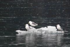 Whittier-AK-37-P4296700