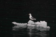 Whittier-AK-38-P4296704
