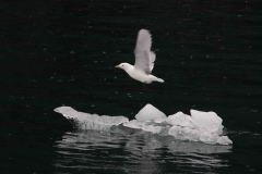 Whittier-AK-39-P4296705
