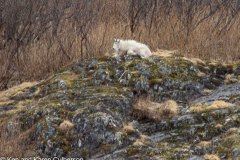 Whittier-AK-4-P4296544