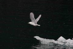 Whittier-AK-40-P4296706