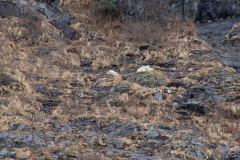 Whittier-AK-5-P4296548