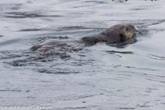 Whittier-AK-52-P4296756