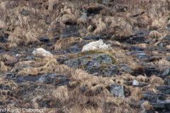 Whittier-AK-6-P4296548
