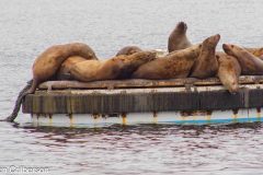 Whittier-AK-61-P4296792