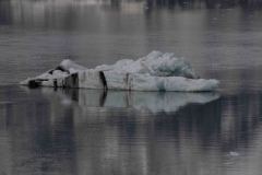 Marjorie-and-Grand-Pacific-Glacier-20-B4306566