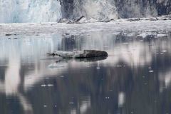 Marjorie-and-Grand-Pacific-Glacier-27-B4306588