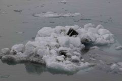 Marjorie-and-Grand-Pacific-Glacier-34-B4306611