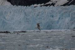 Marjorie-and-Grand-Pacific-Glacier-41-B4306646