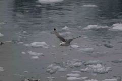 Marjorie-and-Grand-Pacific-Glacier-44-B4306655
