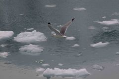 Marjorie-and-Grand-Pacific-Glacier-45-B4306659