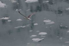 Marjorie-and-Grand-Pacific-Glacier-46-B4306660