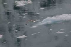 Marjorie-and-Grand-Pacific-Glacier-47-B4306661