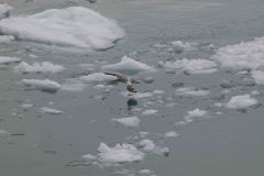 Marjorie-and-Grand-Pacific-Glacier-53-B4306684