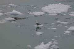 Marjorie-and-Grand-Pacific-Glacier-54-B4306688