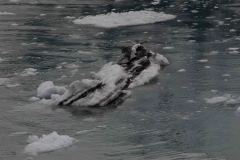 Marjorie-and-Grand-Pacific-Glacier-56-B4306690