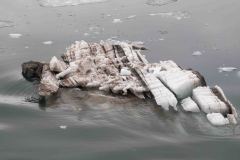 Marjorie-and-Grand-Pacific-Glacier-7-B4306502