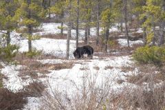 Skagway-AK-USA-72-B5016911