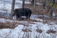 Skagway-AK-USA-73-20260501_131005