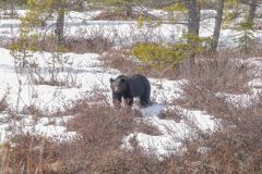 Skagway-AK-USA-74-B5016934