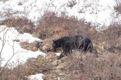 Skagway-AK-USA-75-B5016938