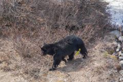 Skagway-AK-USA-76-B5016942