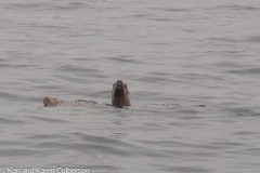 Sitka-AK-USA-10-B5037014