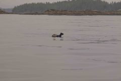Sitka-AK-USA-15-B5037028