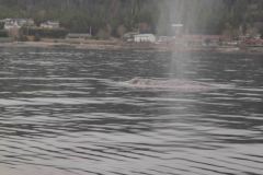 Sitka-AK-USA-17-B5037045