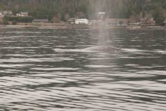 Sitka-AK-USA-18-B5037046