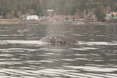 Sitka-AK-USA-19-B5037048