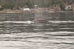 Sitka-AK-USA-20-B5037049