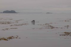 Sitka-AK-USA-21-B5037062