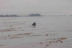 Sitka-AK-USA-22-B5037071