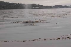 Sitka-AK-USA-23-B5037095