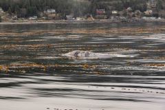 Sitka-AK-USA-26-B5037105