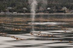 Sitka-AK-USA-28-B5037118