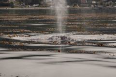 Sitka-AK-USA-30-B5037129