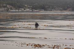 Sitka-AK-USA-32-B5037137