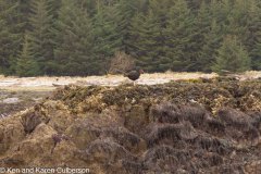 Sitka-AK-USA-34-B5037151