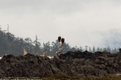 Sitka-AK-USA-35-B5037158