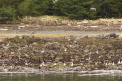 Sitka-AK-USA-39-B5037173