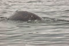 Sitka-AK-USA-41-B5037185