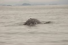 Sitka-AK-USA-42-B5037190