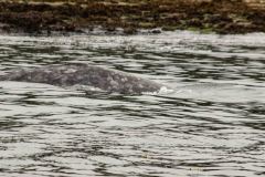 Sitka-AK-USA-43-B5037193