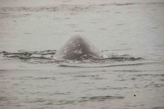 Sitka-AK-USA-45-B5037199