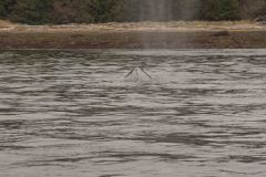Sitka-AK-USA-47-B5037214